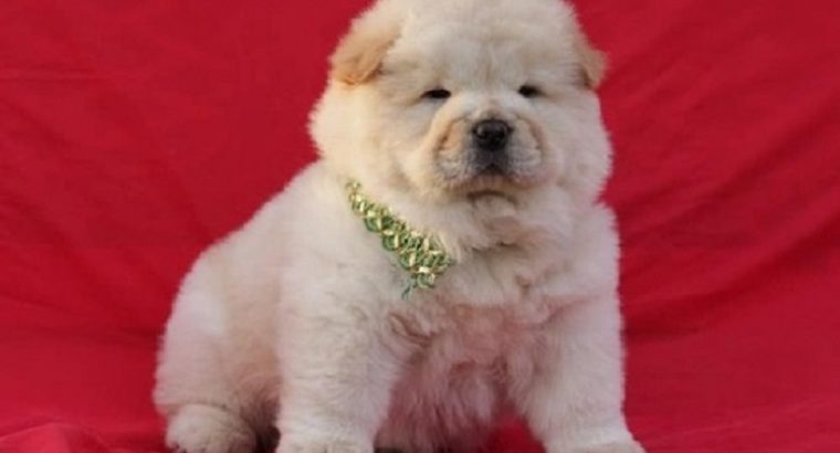 Gorgeous chow chow puppies for sale