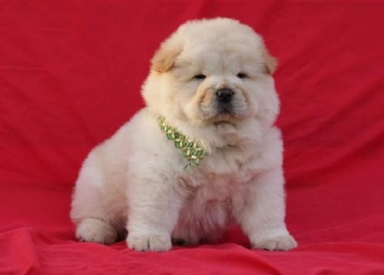 Gorgeous chow chow puppies for sale