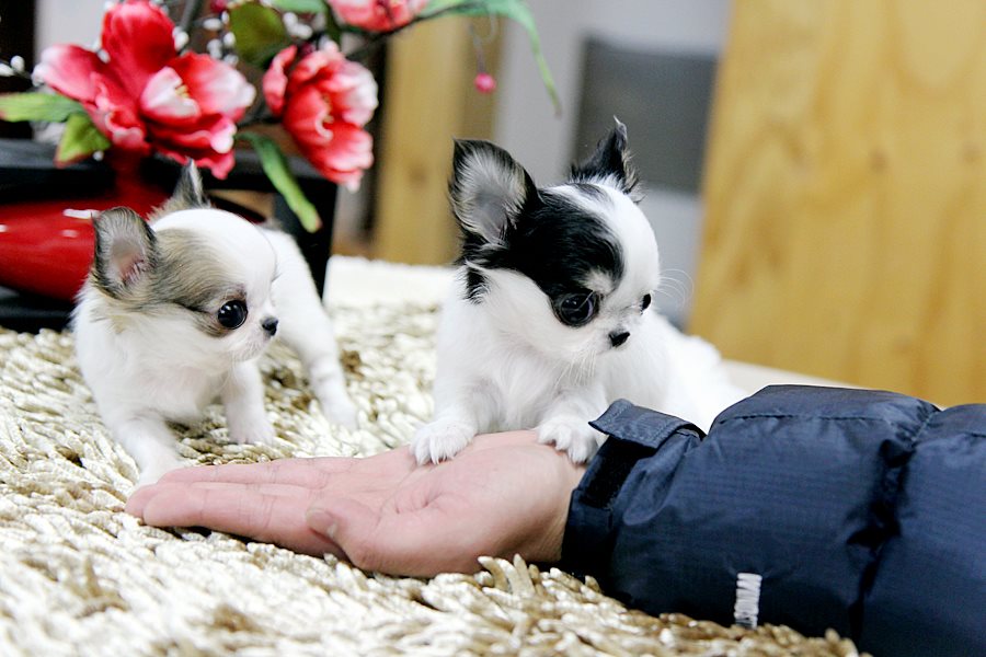 Eye-catching Tiny Chihuahua puppies – KC Reg