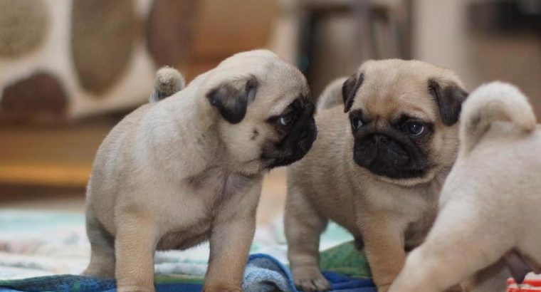 Mignone and playful Fawn/Black Pugs Puppies Ready