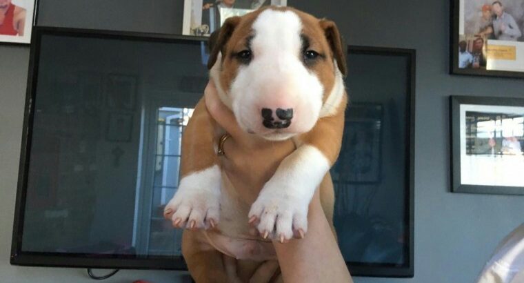 English Bull Terrier Puppies for sale