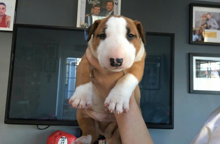 English Bull Terrier Puppies for sale
