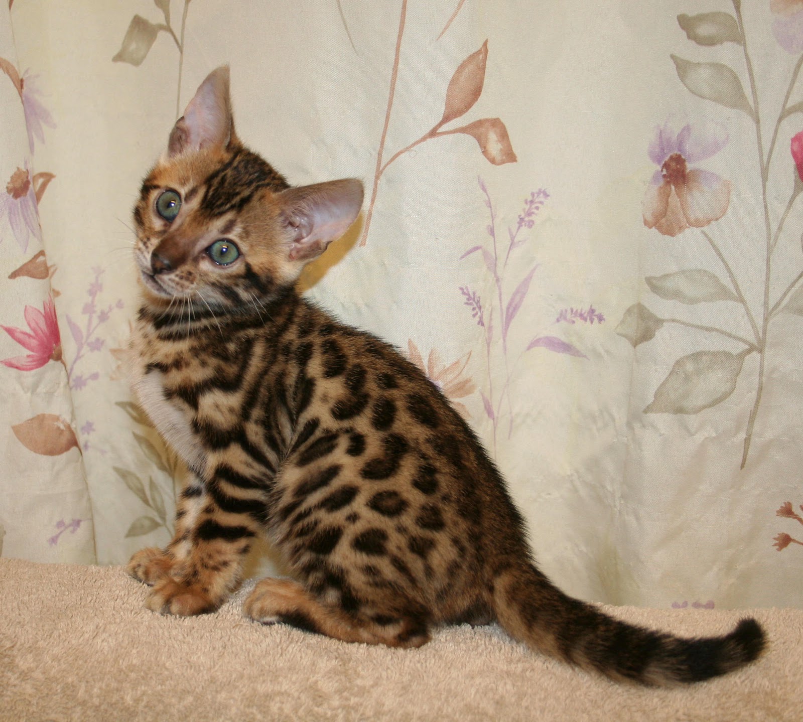 Outstanding Brown Rosetted Female Bengal Kitten