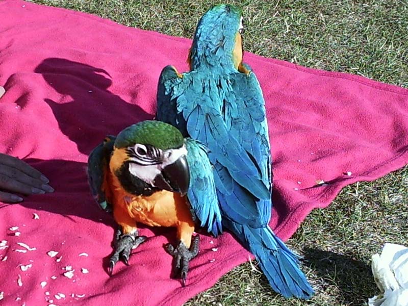Hand-fed Baby Blue and Gold Macaws