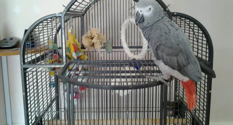 Talking African Gray Parrot