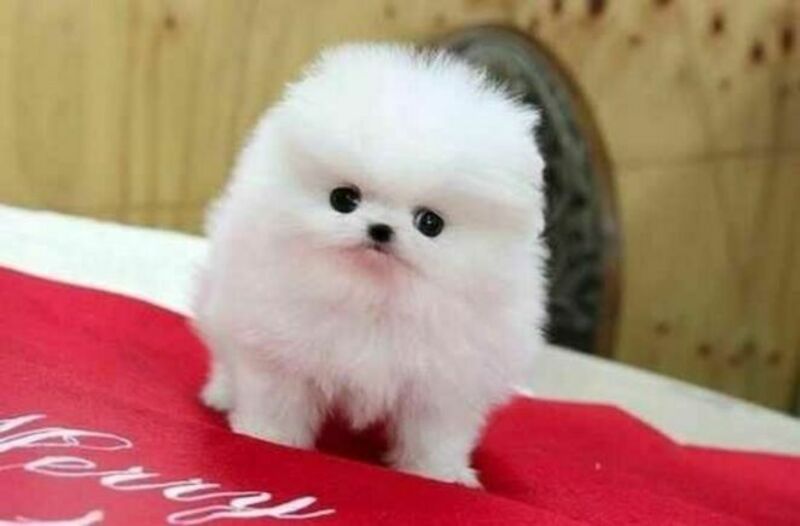 White Pomeranian Puppies Available.