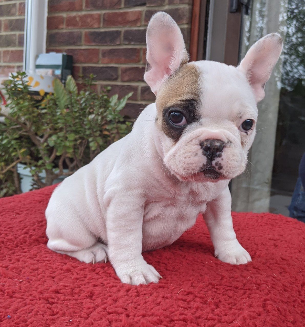 adorable and healthy litter of 8 French Bulldog..