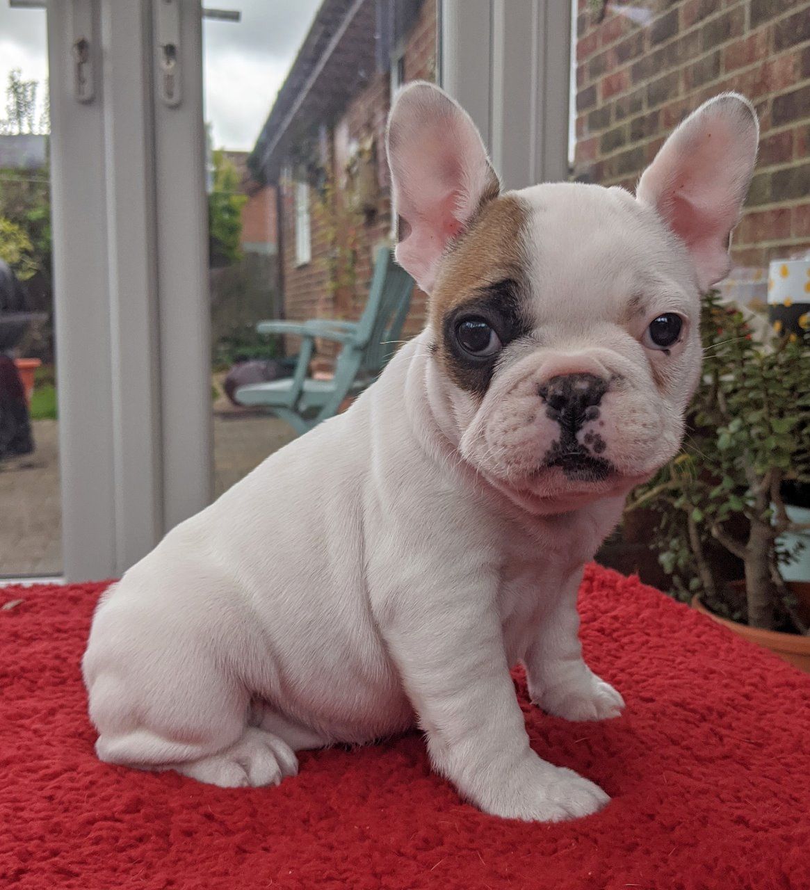 adorable and healthy litter of 8 French Bulldog