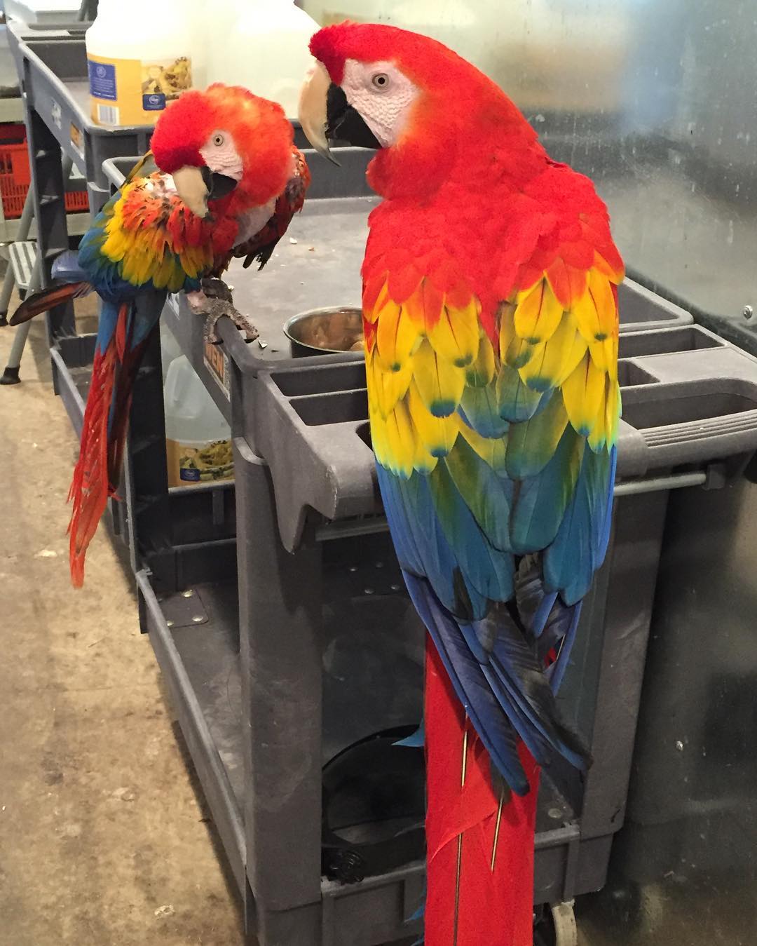 Intelligent Tamed Scarlet Macaw Parrots