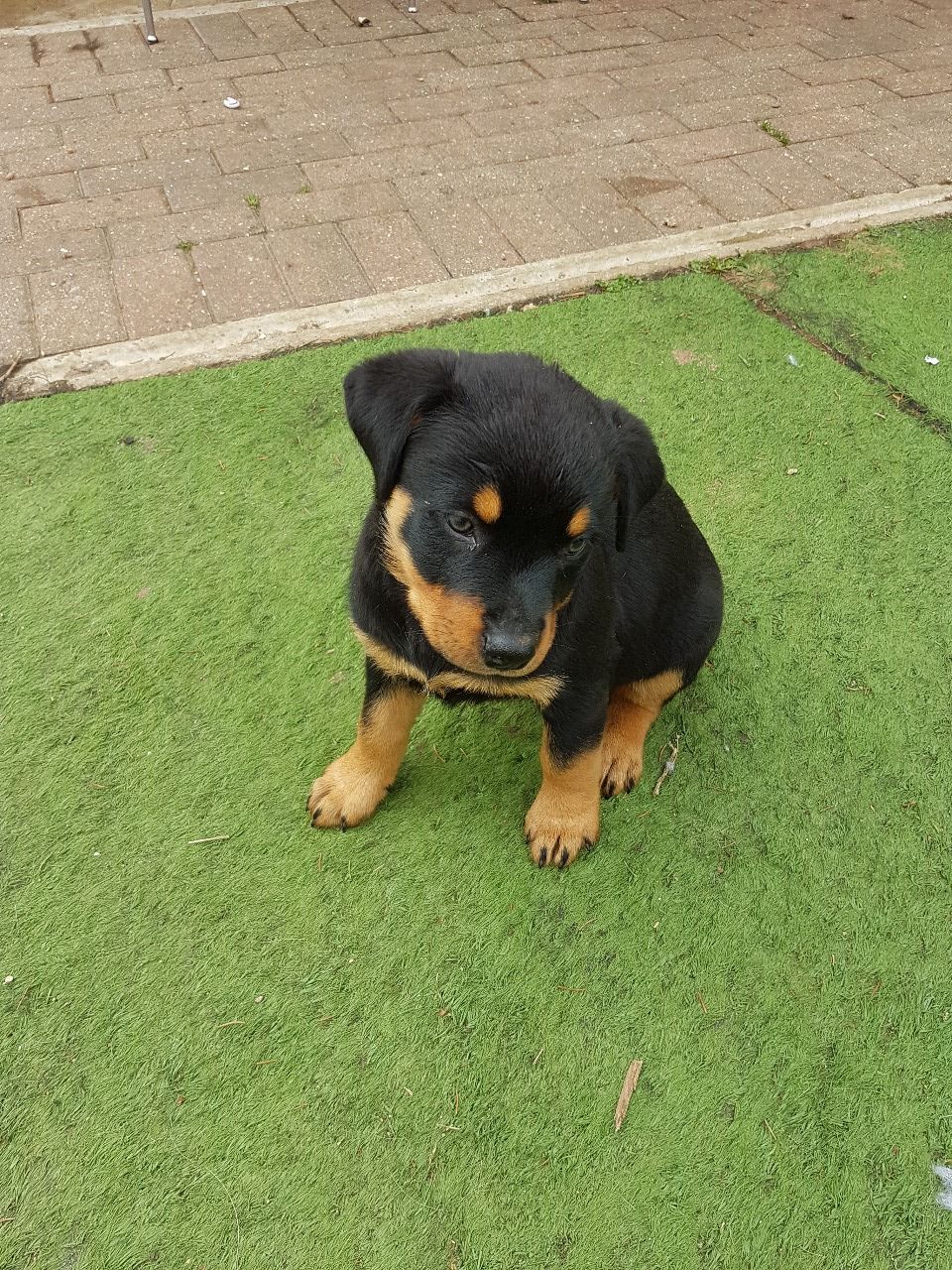 Rottweiler puppies for adoption Classifieds.uk Free