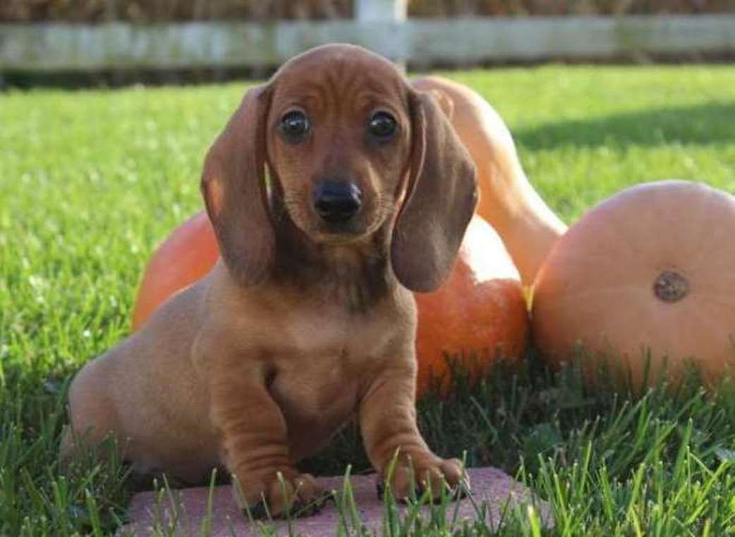 4 stunning KC registered Miniature Dachshun Pups