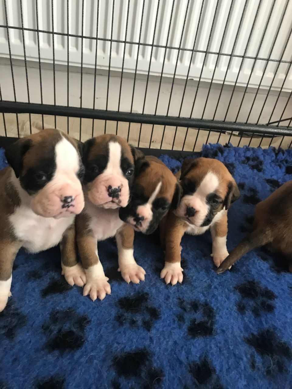 Beautiful Boxer puppies