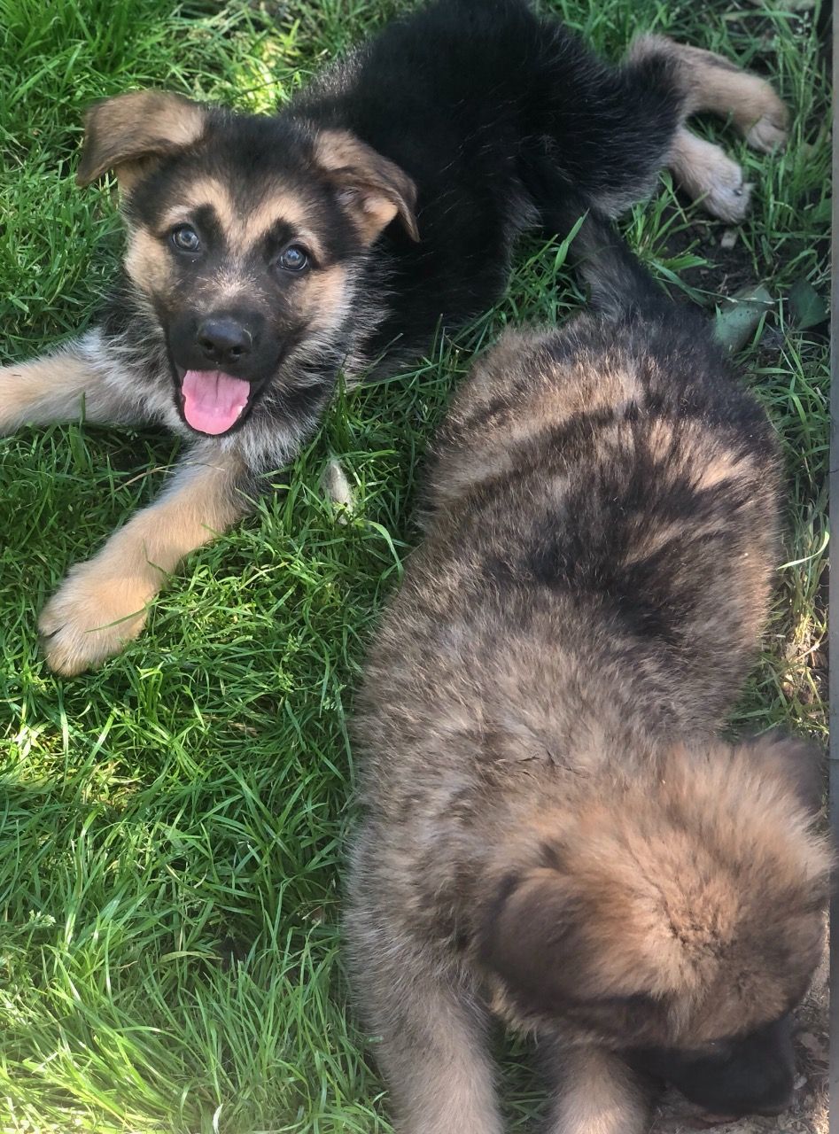 Registered German shepherd puppies