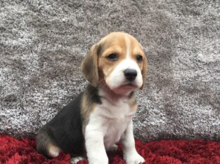 Beautiful Beagle puppies