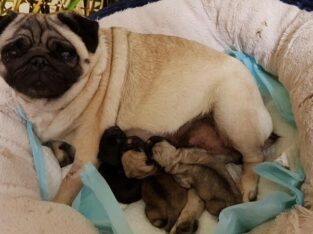 4 Gorgeous KC Reg Pug Puppies available! out of 6.