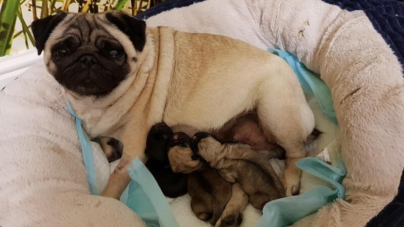 4 Gorgeous KC Reg Pug Puppies available! out of 6.