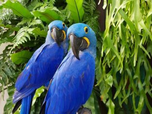 Hyacinth Macaw for sale