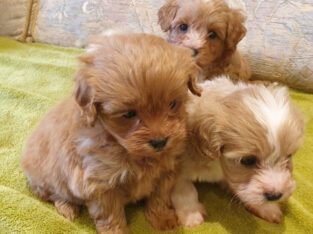 Toy Maltipoo Apricot Puppies! READY NOW!