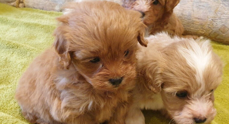 Toy Maltipoo Apricot Puppies! READY NOW!
