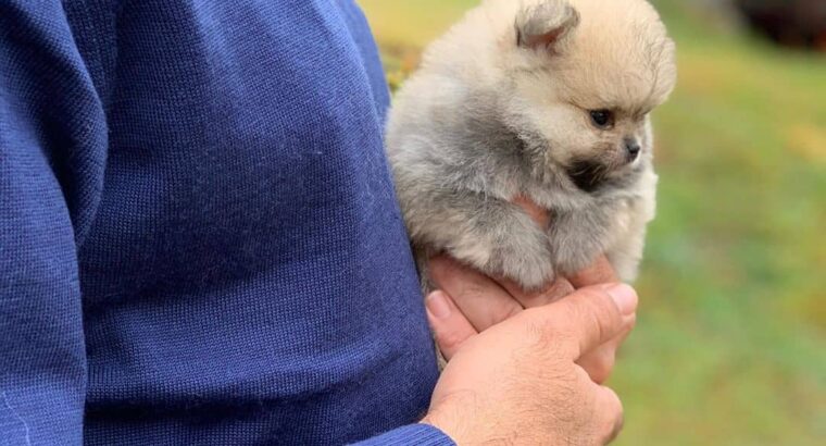 Potty Trained Pomeranian Puppy