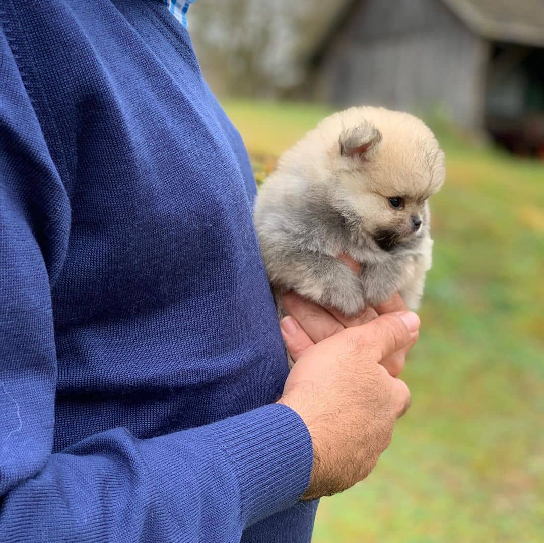 Potty Trained Pomeranian Puppy