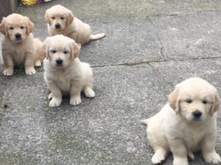 Beautiful Golden Retriever Puppies! ready now