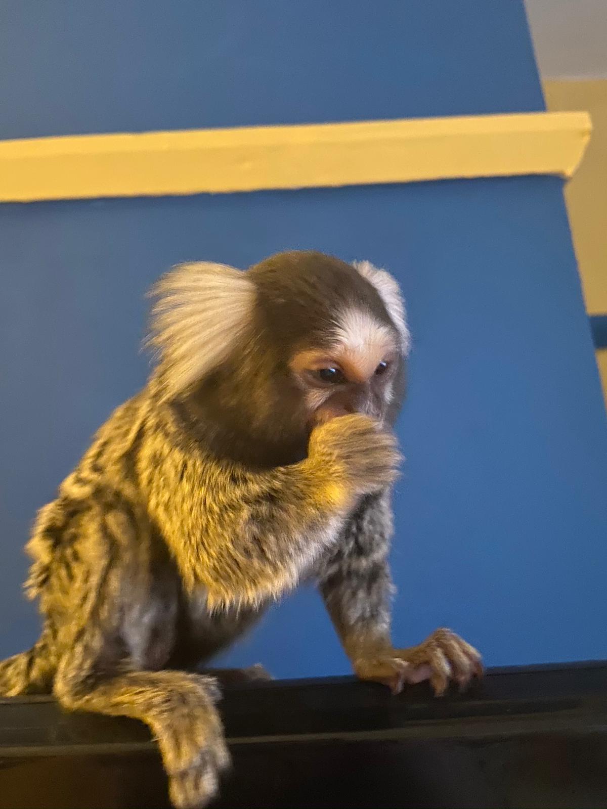Marmoset monkey for sale