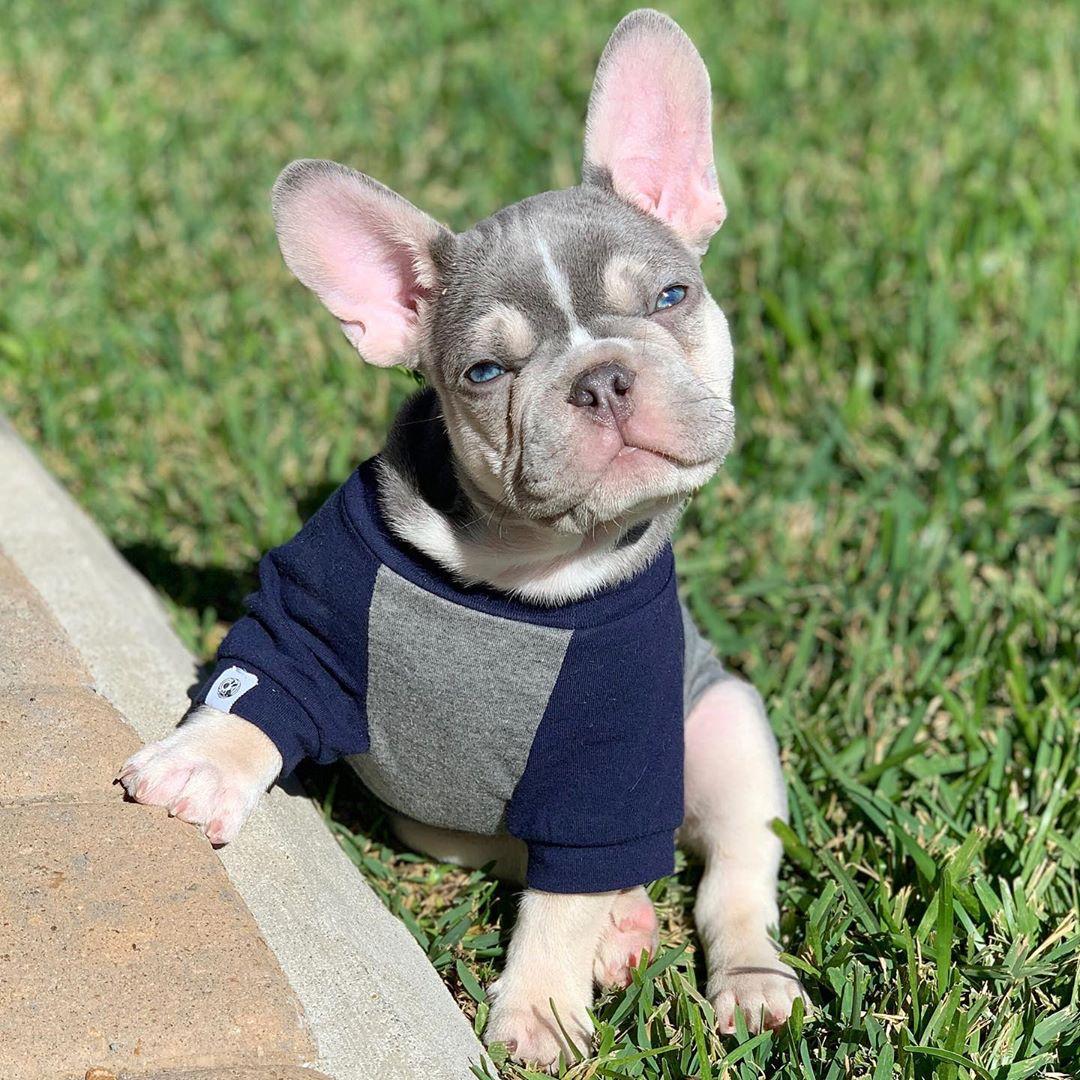 French Bulldog Puppies For sale