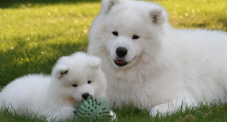Top quality Samoyed Puppies I have 2 girls and 2 b