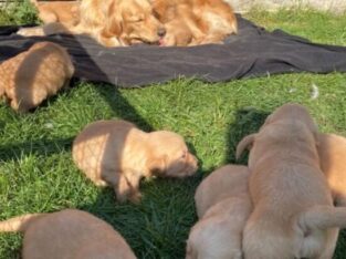 Chunky Quality golden Retriever Pups