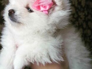Pedigree Kc Maltese puppies for sale