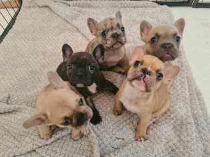 Beautiful French Bulldog Puppies 3 Available