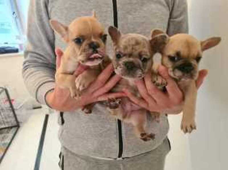 Beautiful French Bulldog Puppies 3 Available
