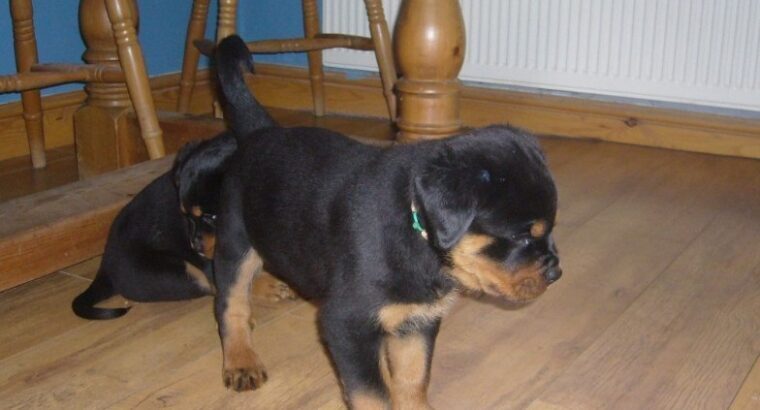 Rottweiler Puppies Girls and boys For Sale.
