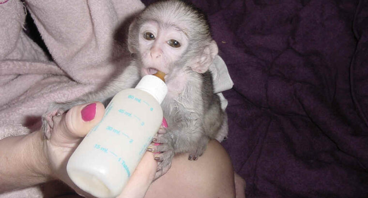 Capuchin Monkeys for sale and adoption.