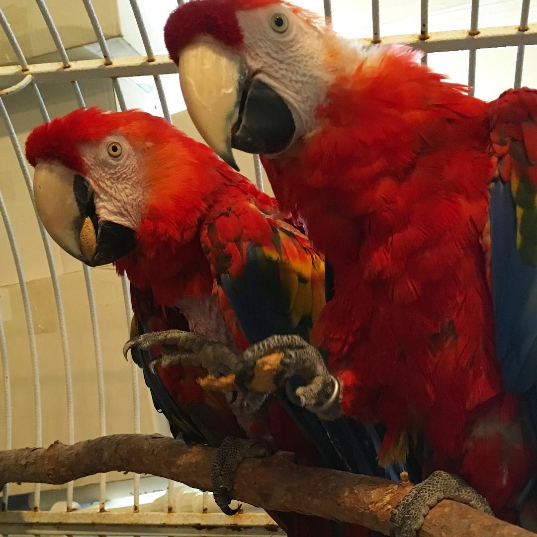 Beautiful Harlegold Macaw Parrots