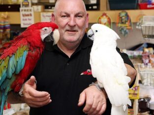 Macaw Parrots For Sale (Exotic Birds For Sale)