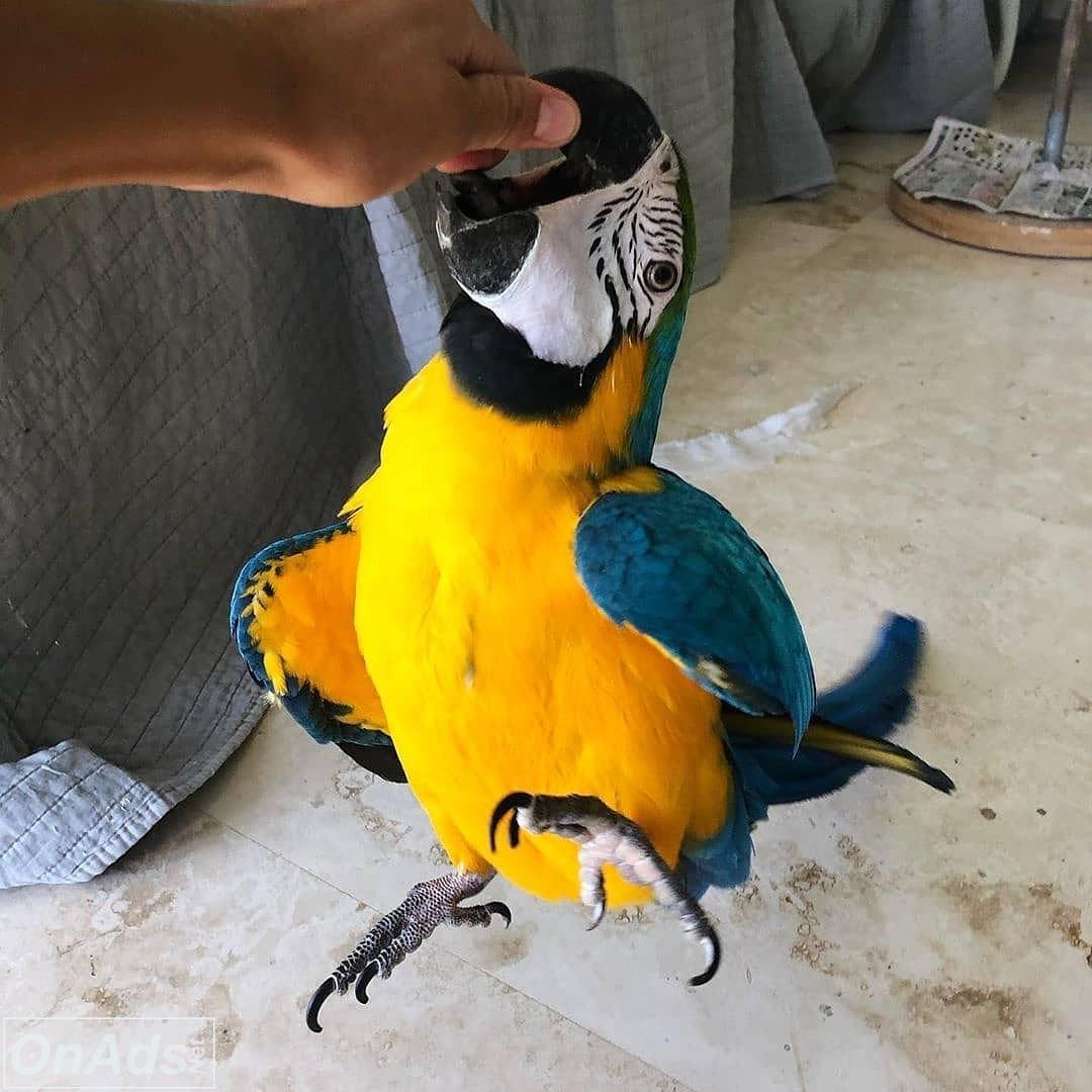 Macaw Parrots For Sale (Exotic Birds For Sale) - Classifieds.uk - Free ...