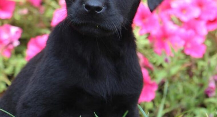 Beautiful Labrador Retriever Pups for sale
