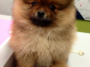 Beautifulpomeranian puppies for sale.text or call