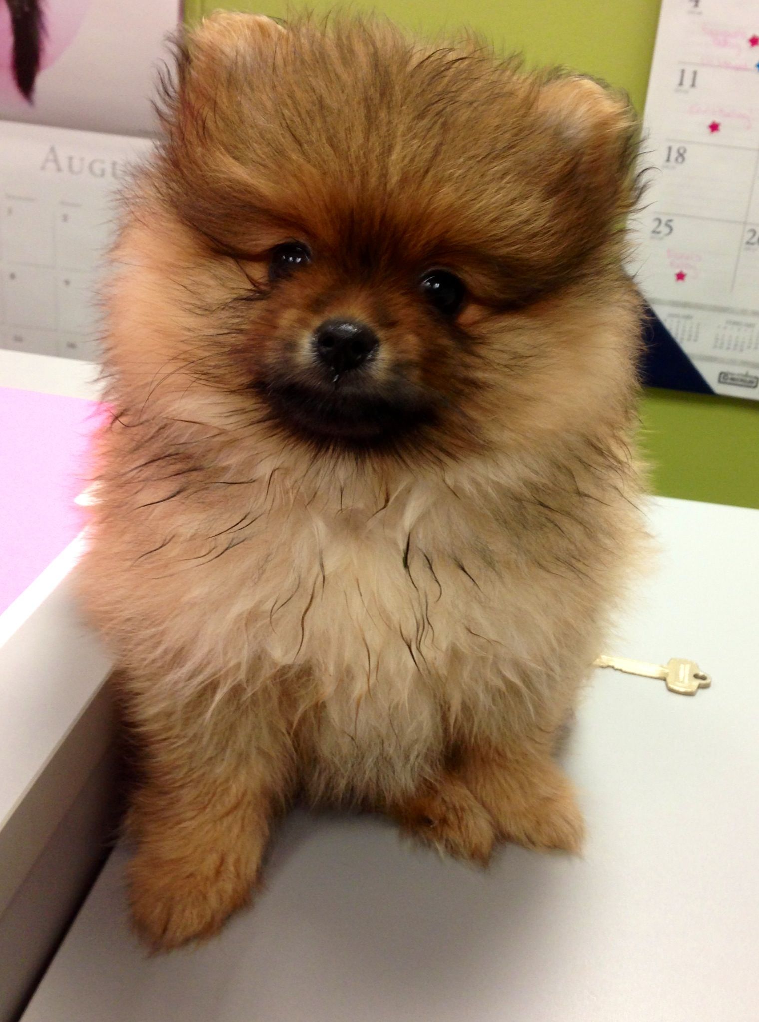 Beautifulpomeranian puppies for sale.text or call
