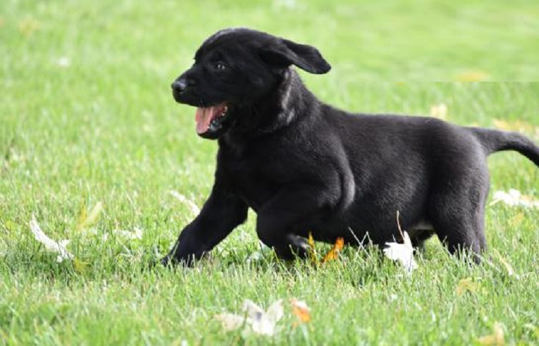 Beautiful Labrador Retriever Pups for sale