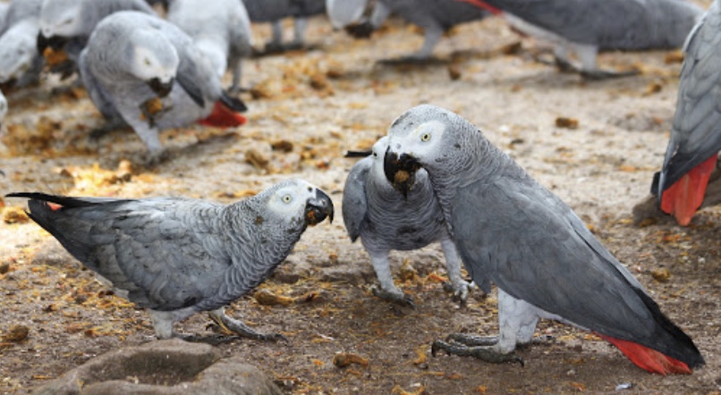 AFRICAN GREY PARROTS FOR SALE