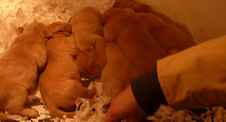 Beautiful Red Labrador Pups for sale