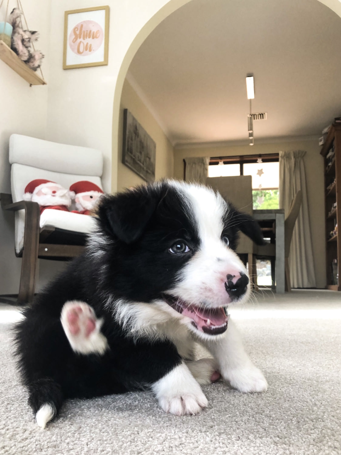 Amazing Border Collie Puppies For Rehoming Classifieds