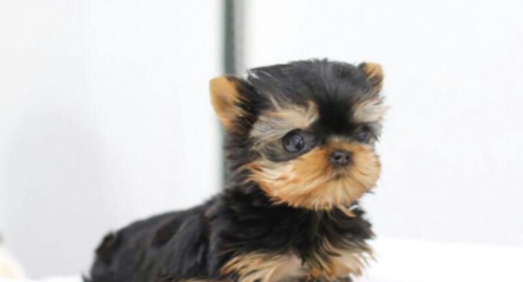 .Two teacup yorkie puppies Needs a new family