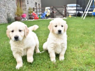 Beautiful Golden Retriever Kc Registered Puppies