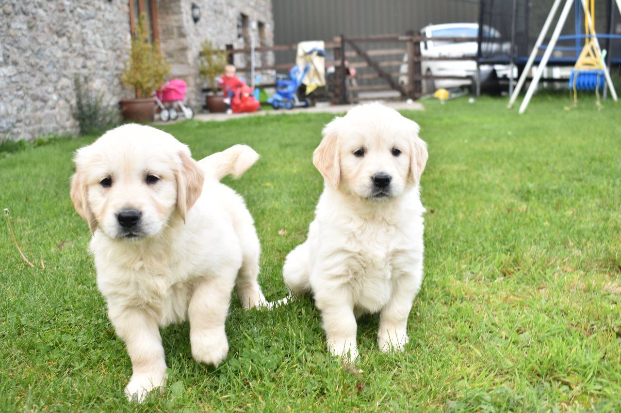 Beautiful Golden Retriever Kc Registered Puppies