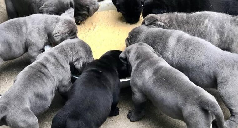 Healthy Quality Cane Corso Puppies