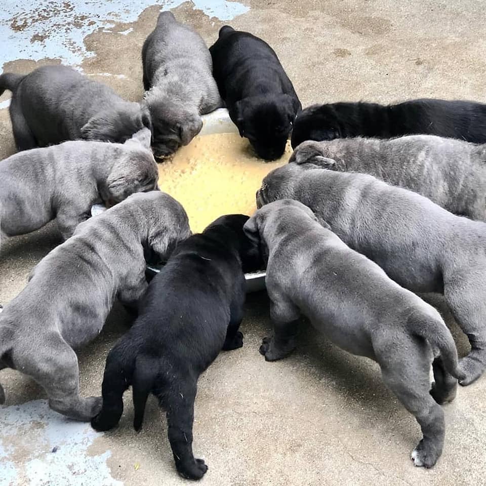 Healthy Quality Cane Corso Puppies